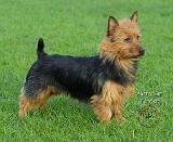 Australian Terrier 8P018D-01